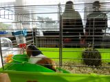 Mini zoo, 