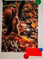 Rozstrzygnięcie konkursu fotograficznego "Jesienna przyroda w  obiektywie", 